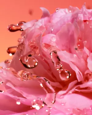 Idole Peach n Roses - Rosa Damascena