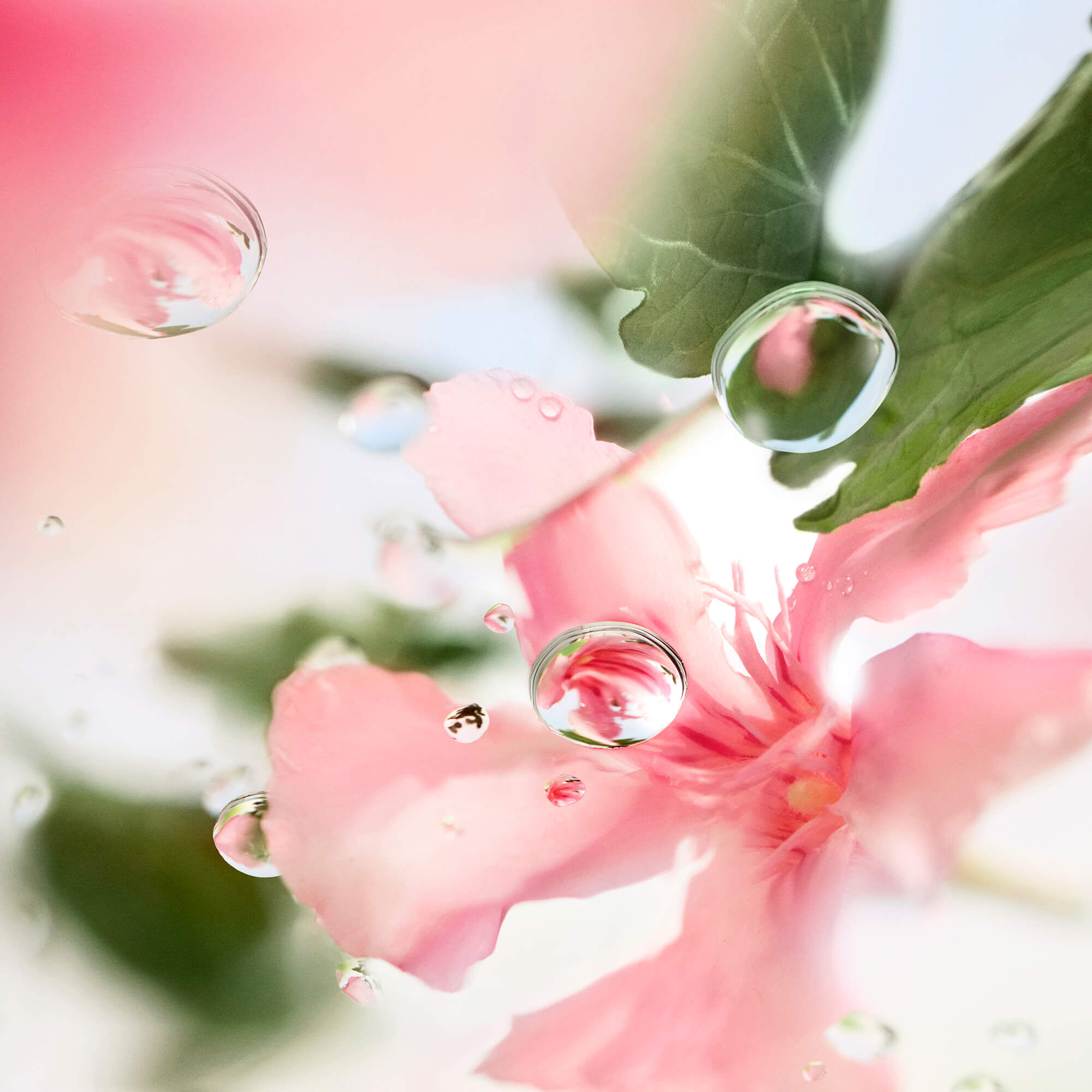 Perfume com folha de tomate LES O OVER THE TOP Lancome